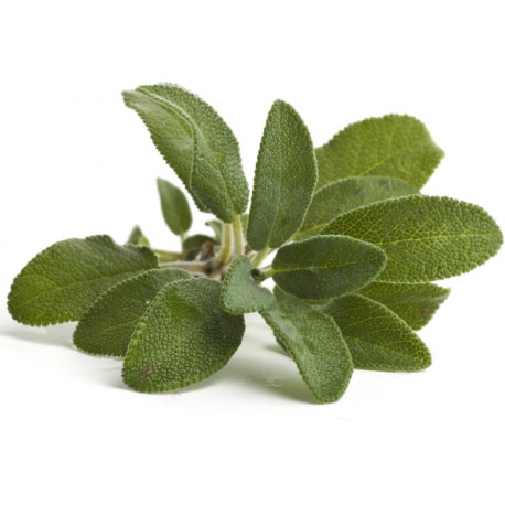 Wholesale organic fresh sage supplier. - Blife Srl organic wholesaler